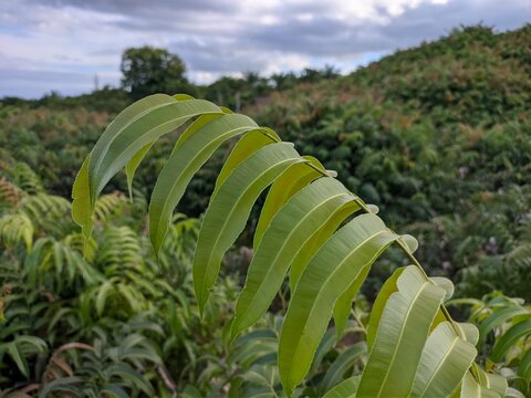 Plants of Kalakai (Stenochlaena Palustris) flourish in the tropical nature of Kalimantan