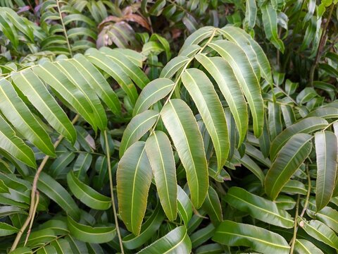 kalakai plants (Stenochlaena palustris) in tropical nature borneo