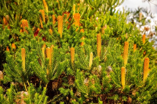 Closeup of beautiful Banksia spinulosa in a garden on a sunny day