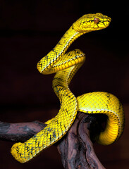 Yellow viper snake in close up