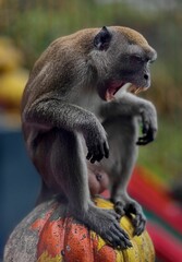 Vertical closeup of a yawning crab-eating macaque, Macaca fascicularis.
