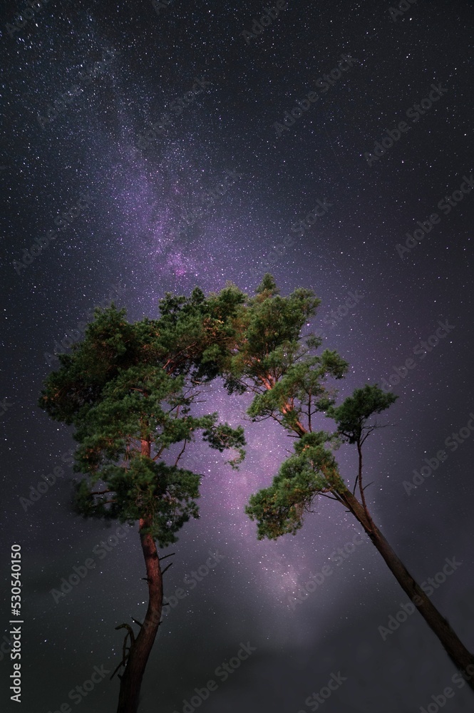 Sticker vertical shot of green trees with a starry sky with galaxy in the background