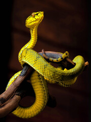 Yellow viper snake in close up