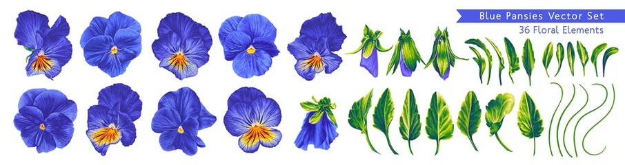 Pansies, Blue, Blue and Yellow Viola flowers. Detailed realistic botanical illustrations for your design, postcards, advertising, social networks, textiles. Ready-made leaves, stems and flowers - obrazy, fototapety, plakaty