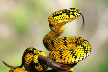 Yellow viper snake in close up - obrazy, fototapety, plakaty