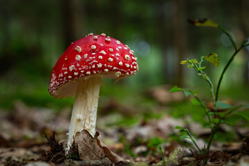 Amanitas mushrooms grow in the autumn forest, on a green moss.