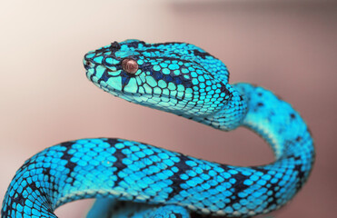 Blue viper snake in close up
