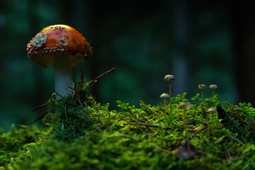 Fly agaric or Fly amanita (Amanita muscaria) is a basidiomycete of the genus Amanita.