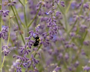 Selective focus of a bumblebee on a Russian Sage Little Spire