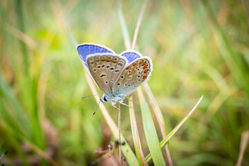 Bläuling