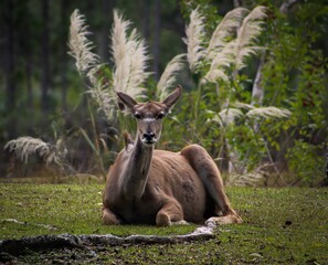 Close-up shot of a deer resting on the grass