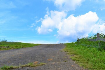 ハーブ園、丘、青空、白い雲、大木