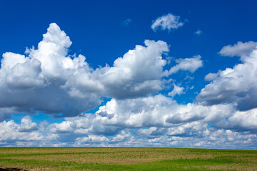 Fototapeta na wymiar Farmland. Field under blue sky with white clouds. Agriculture scene.