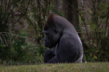 Close-up shot of a gorilla sitting on the grass - Powered by Adobe