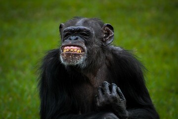 Close-up shot of a black monkey smiling at the camera