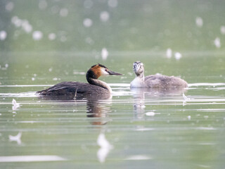 Haubentaucher mit Nachwuchs