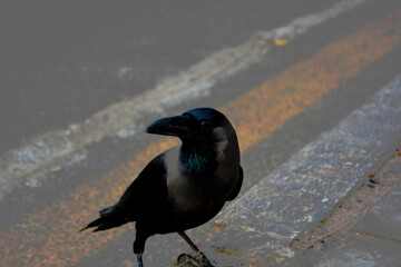 Crow on the road