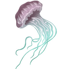 Tropical jellyfish