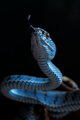 Blue viper snake in close up
