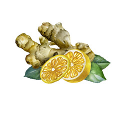 Hand Drawn Ginger watercolor sketch. Illustration For Food Design.