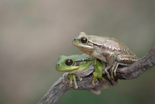 Selective focus of two frogs