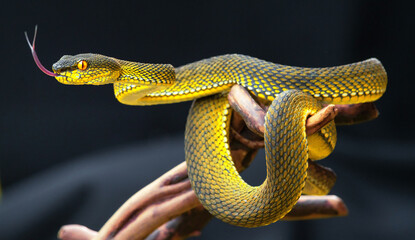 Yellow viper snake in close up