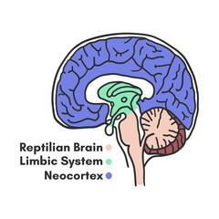 Parts of the brain educational scheme, vector illustration on white background