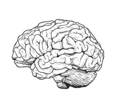 Monochrome brain engraving vector drawing illustration side view comic style on white background