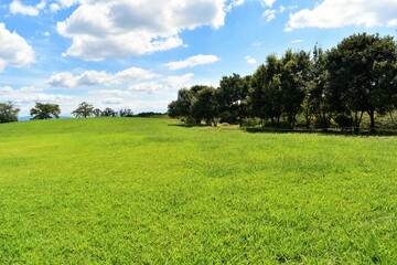 芝生、青空、夏空、白い雲、植物園