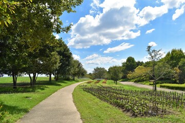 サルビア、紫の花、青空、夏空、白い雲、植物園