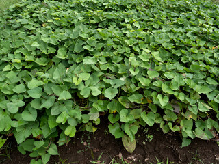 Japanese sweet potato field