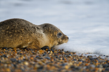 Seal face in water