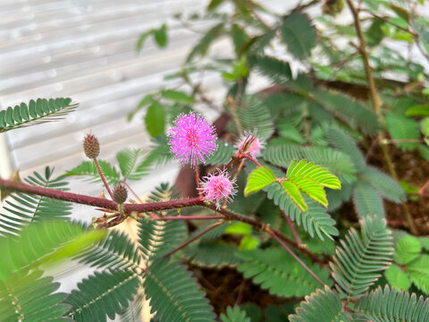 オジギソウ の画像 4 370 件の Stock 写真 ベクターおよびビデオ Adobe Stock