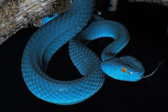 Blue viper snake in close up
