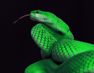 Green viper snake in close up
