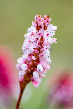 Vertical closeup of Himalayan bistort (Persicaria affinis) growing in sunlight