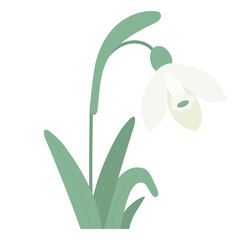 Snowdrop flower with leaves. Gentle forest spring white flower common snowdrop. Vector illustration. For design, decoration and printing