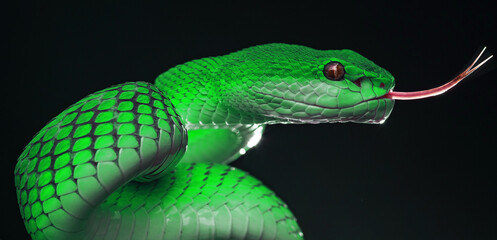 Green viper snake in close up
