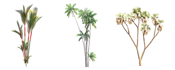 Fototapeta na wymiar palm tree isolated on white background, 3D illustration, cg render