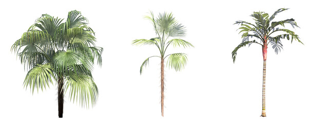 palm tree isolated on white background, 3D illustration, cg render