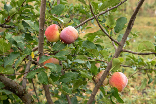 Red apple on the apple tree branch. Autumn harvest. Closeup photo