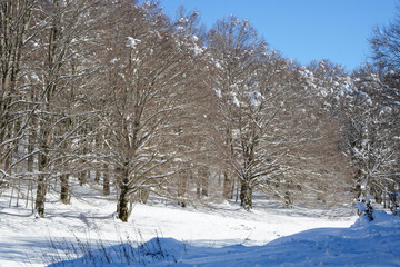 Fototapeta na wymiar snow covered trees