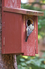 Great tit on a red bird house. Animal shot of a songbird from nature. Animal