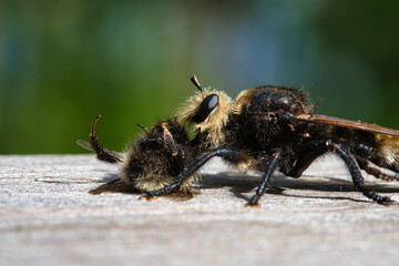 Yellow murder fly or yellow robber fly with a bumblebee as prey. Insect is sucked