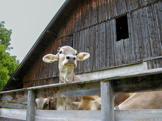 Obraz premium Cow in barn