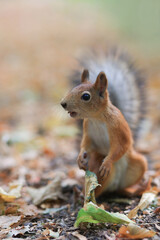 Naklejka na ściany i meble A red squirrel looks surprised into the distance in the park. Soft focus