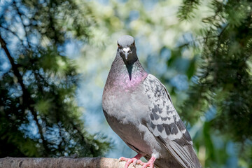 Rock Dove (Columba livia) in park