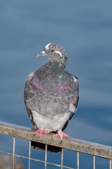 Rock Dove (Columba livia) in park