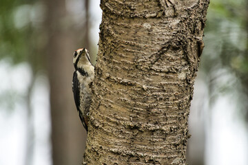 Great spotted woodpecker foraging in the forest on a tree with blurred background