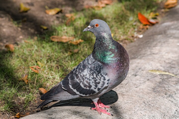 Rock Dove (Columba livia) in park